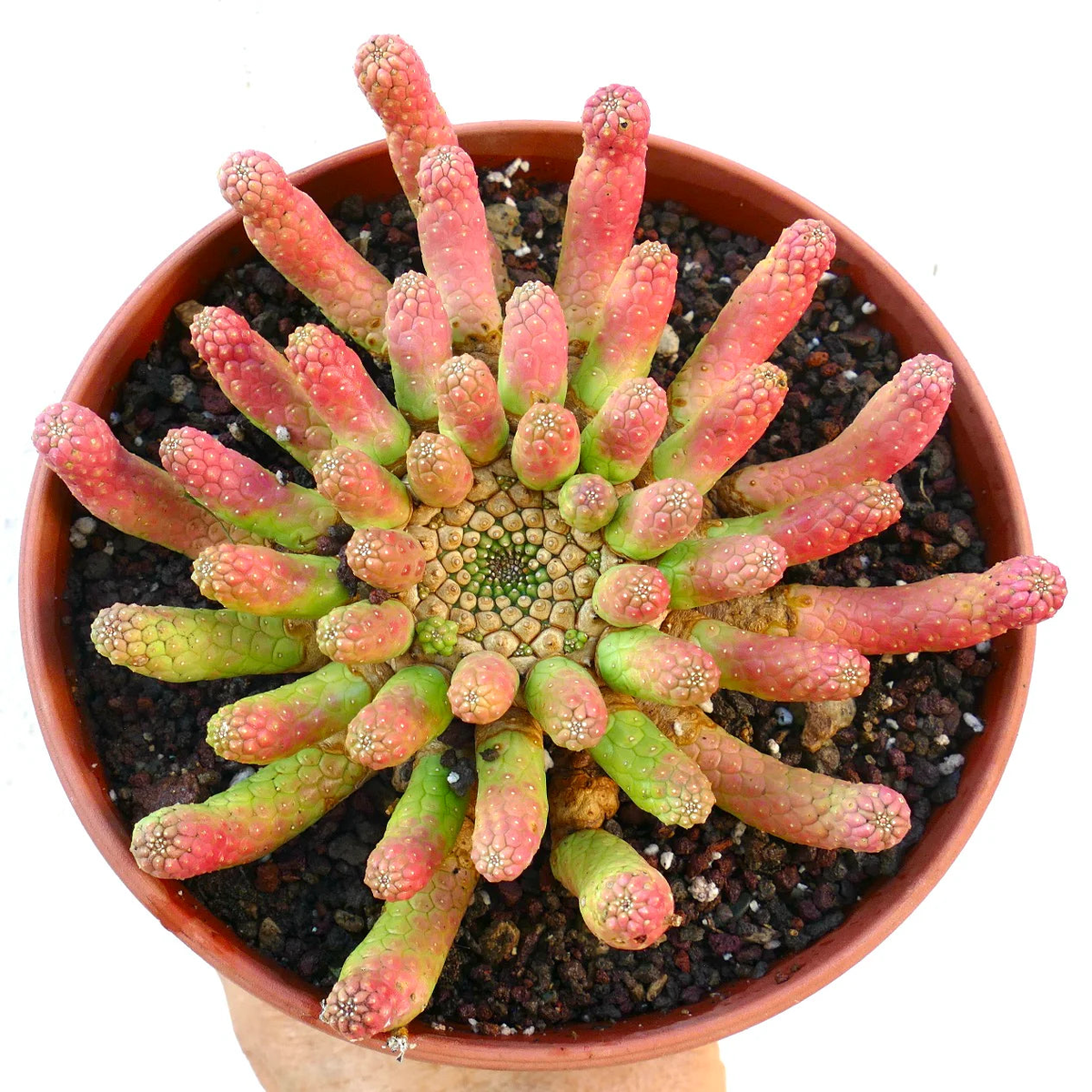 Euphorbia inermis SEEDS - 100 Seeds