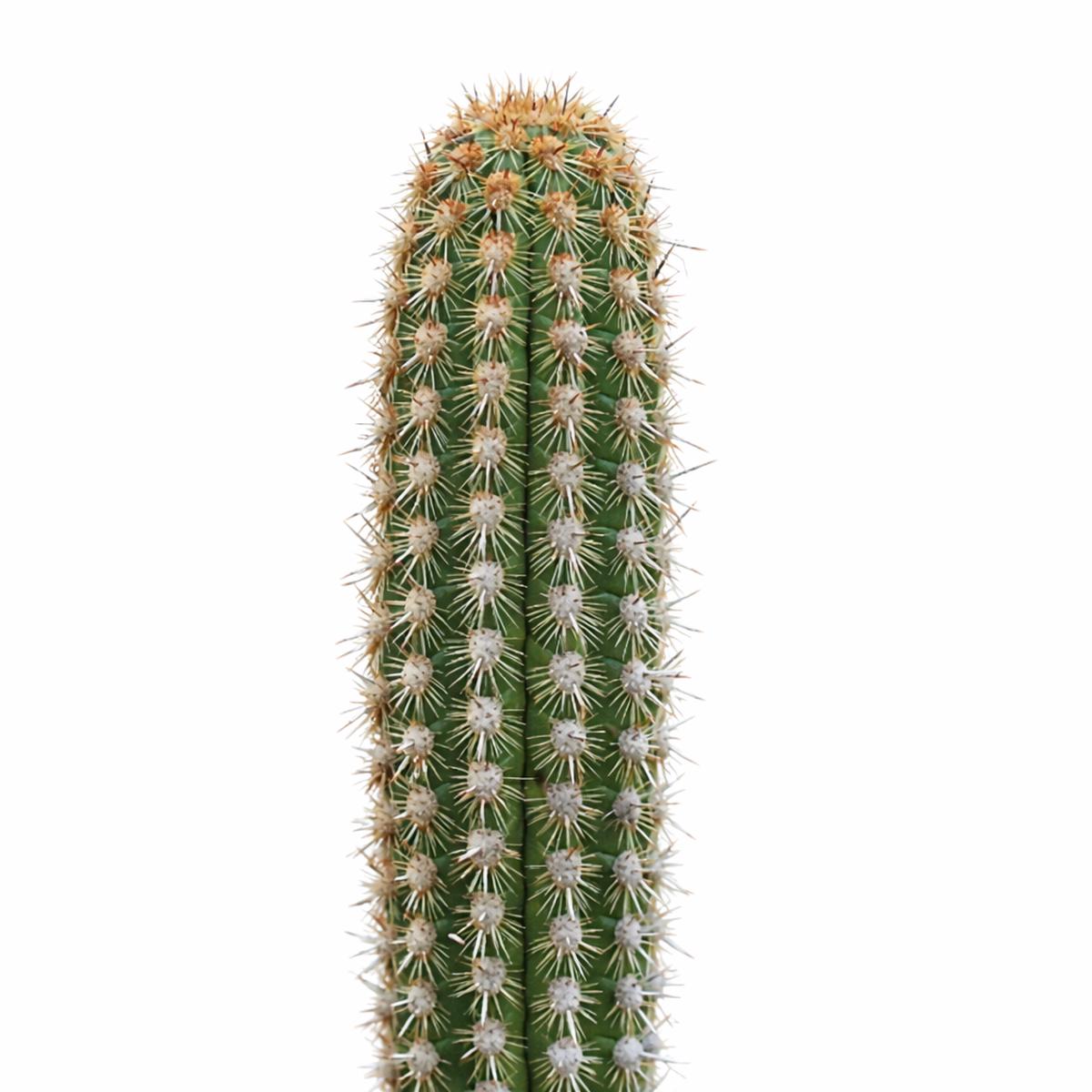 Haageocereus pseudoacranthus SEEDS