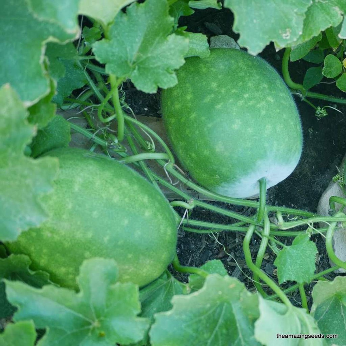 Heirloom Small Round Winter Melons, White Gourd, Wax, Ash Gourd, Petha Seeds,