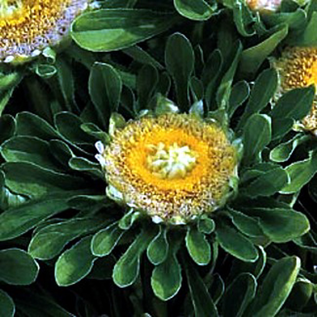 Incredible Hulk Aster 40 Seeds - UNBELIEVABLE - Annual
