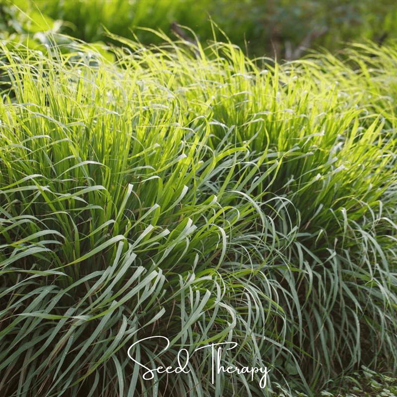 Lemon Grass 100 Seeds