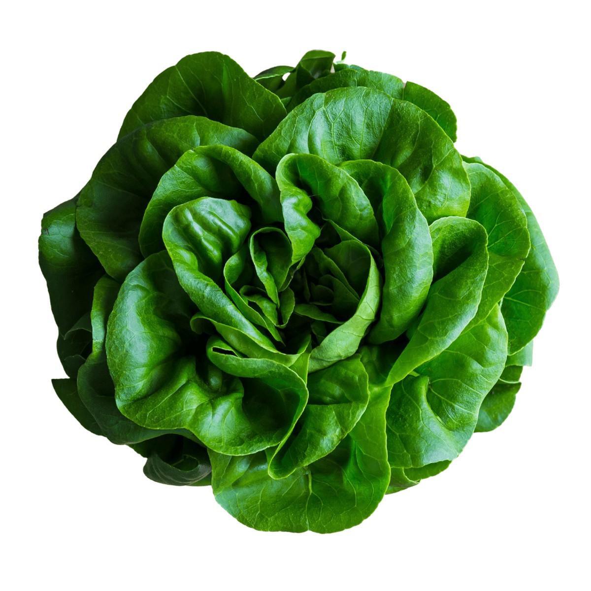 Lettuce Buttercrunch Seeds | West Coast Seeds