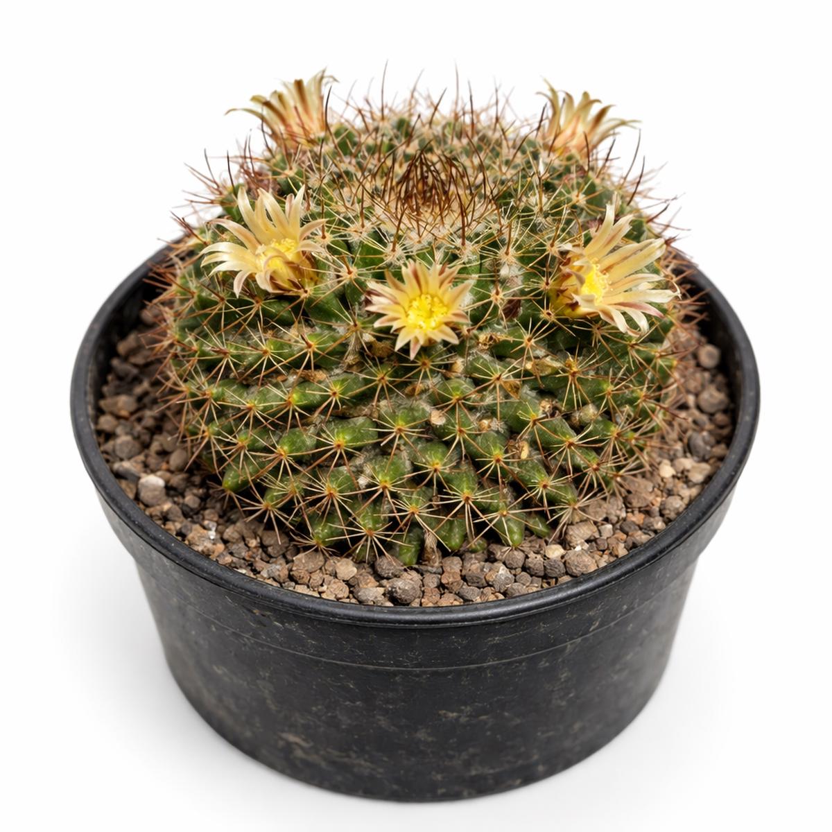 Mammillaria glareosa SEEDS