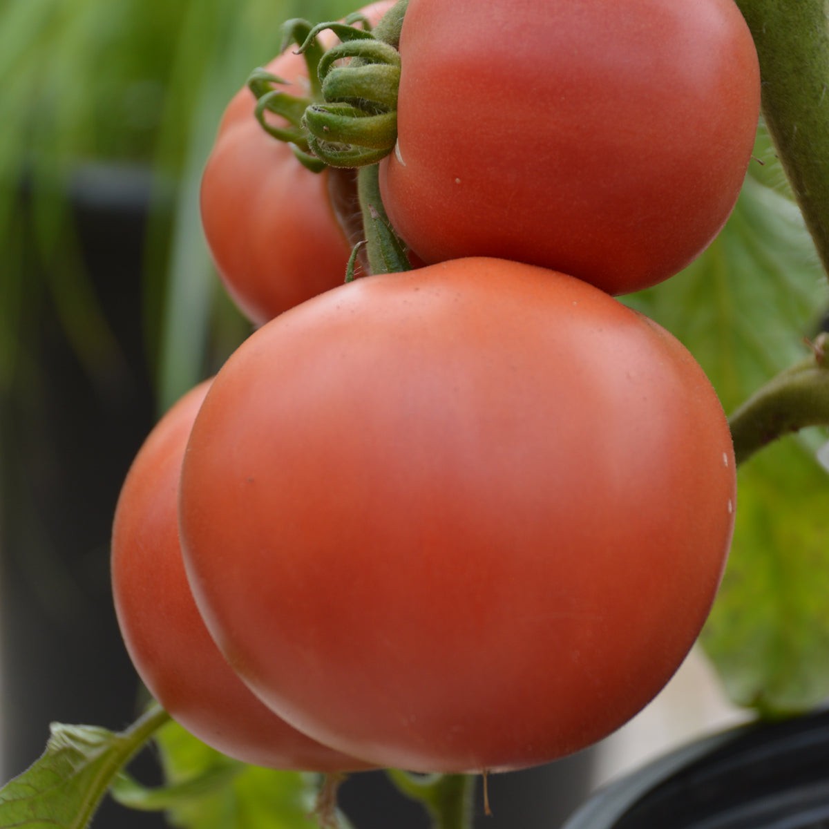 Organic 'Rose Aime' Tomato