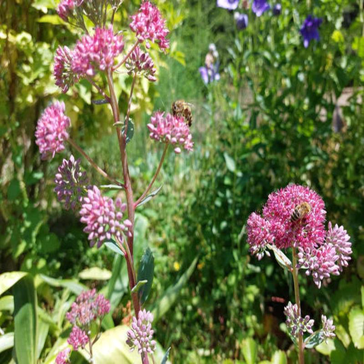 Sedum Stone Orpine 8211 Eagleridge Seeds