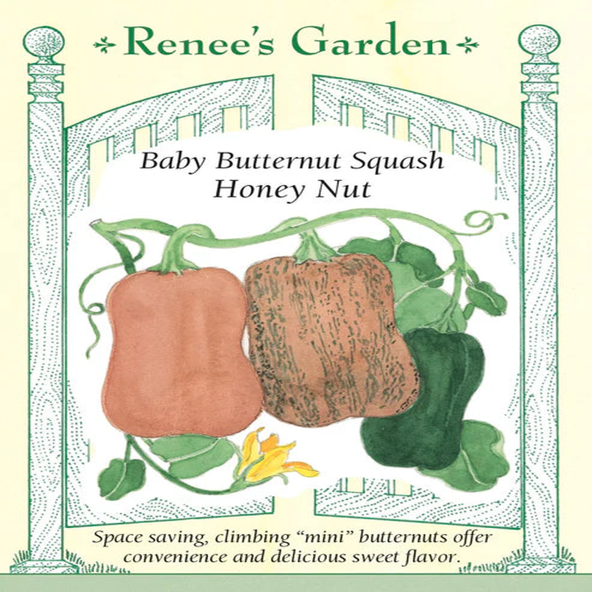 Squash Honey Nut - Renee's Garden