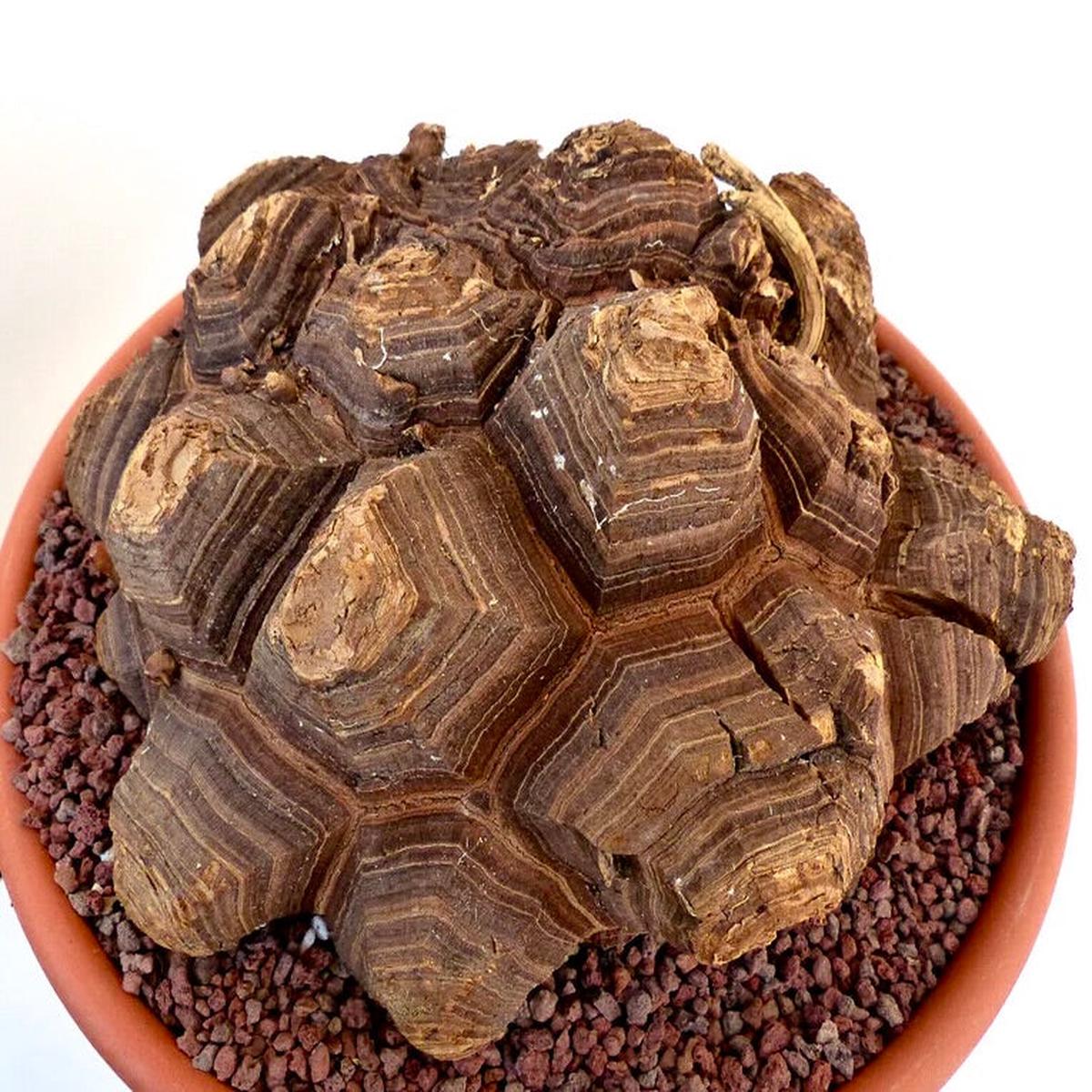 Testudinaria elephantipes SEEDS