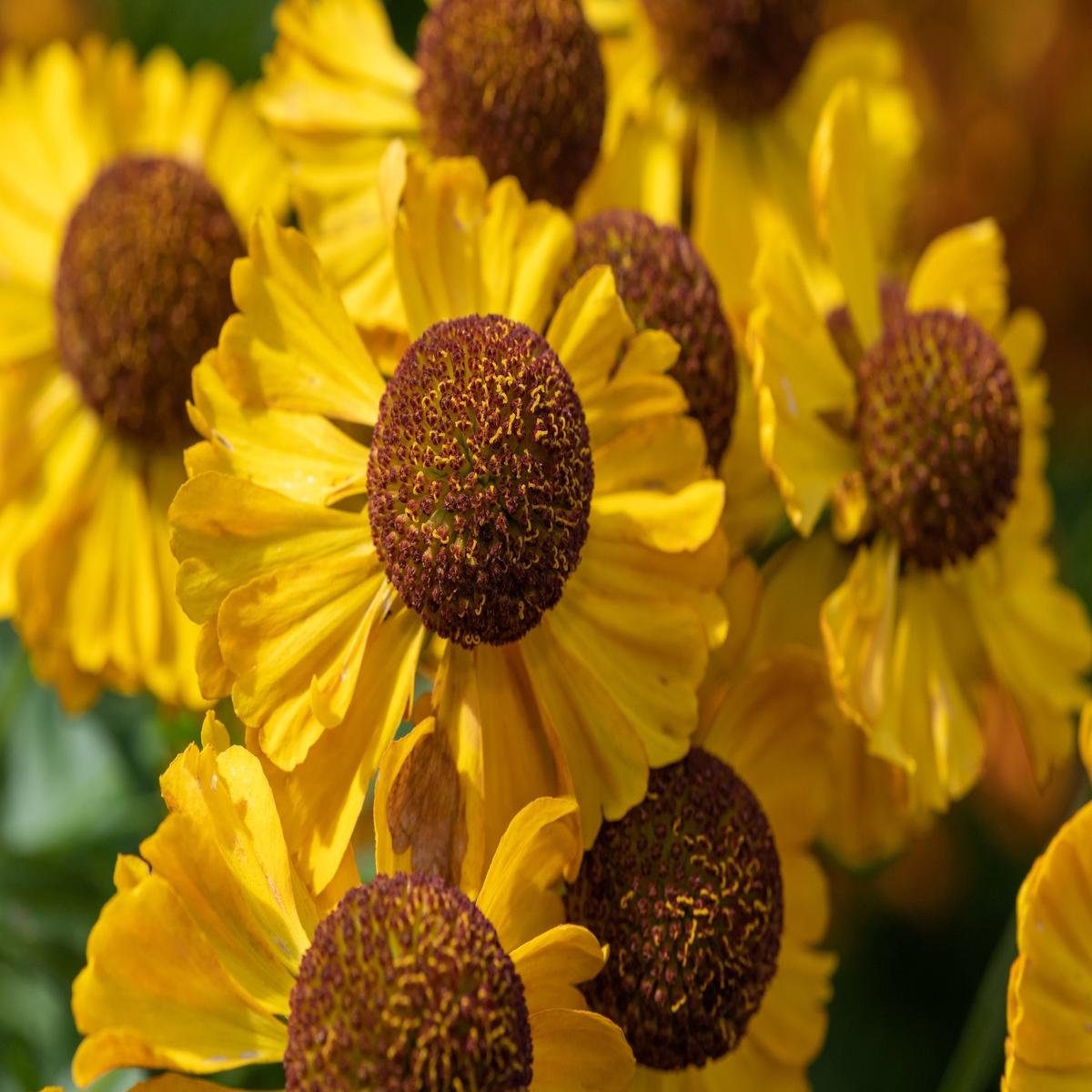 2000 AUTUMN SNEEZEWEED (Dogtooth Daisy / Helens Flower / Bittersweet) Helenium Autumnale Flower Seeds