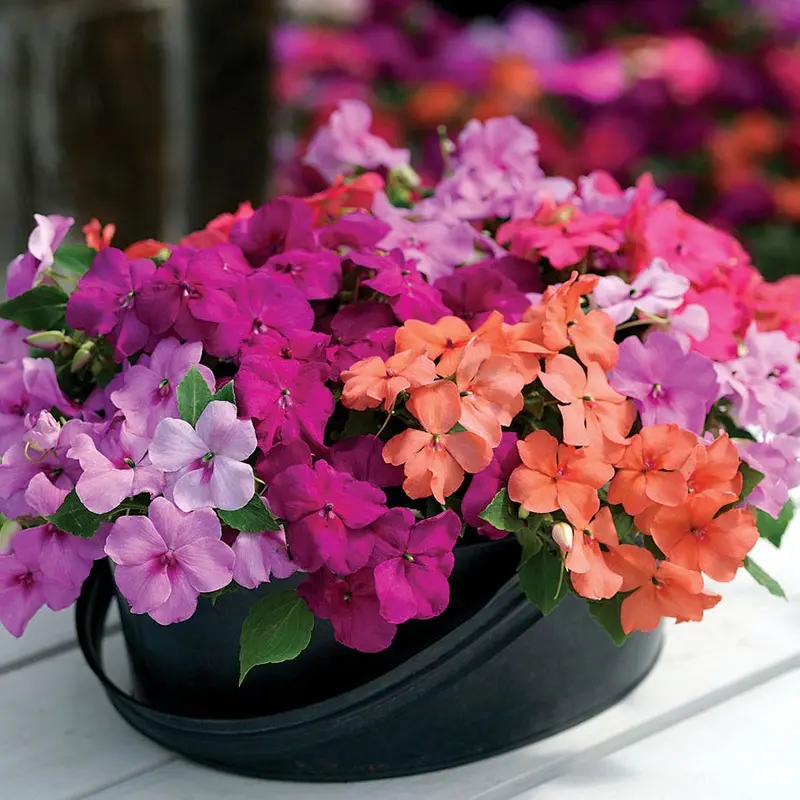Xtreme Utopia Mix Impatiens Seeds