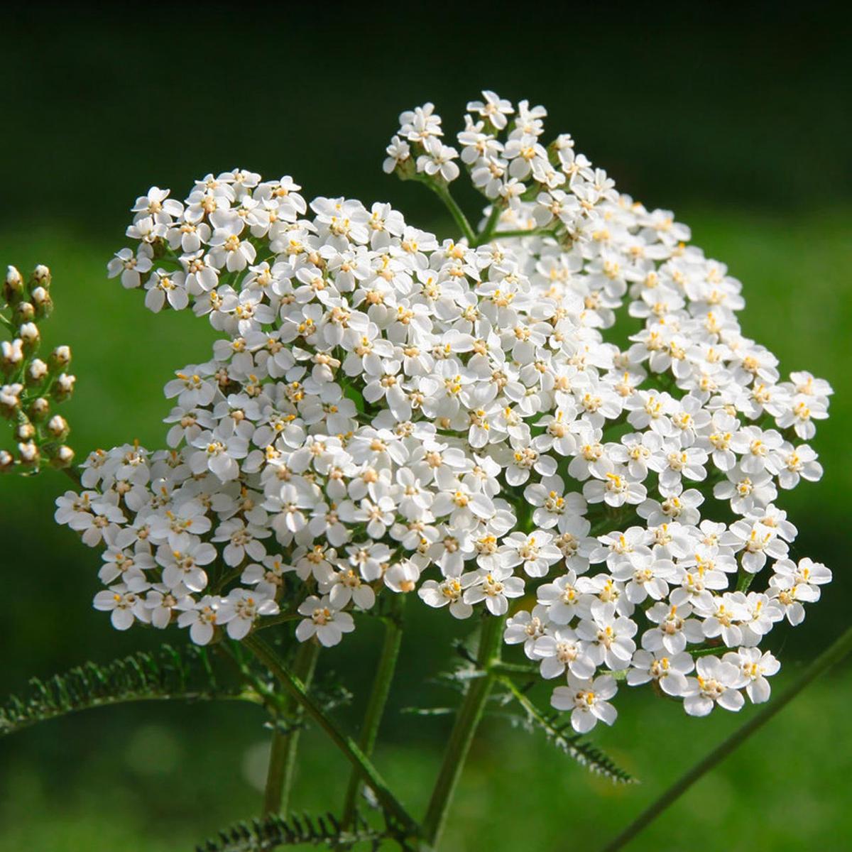Yarrow (Achillea millefolium)