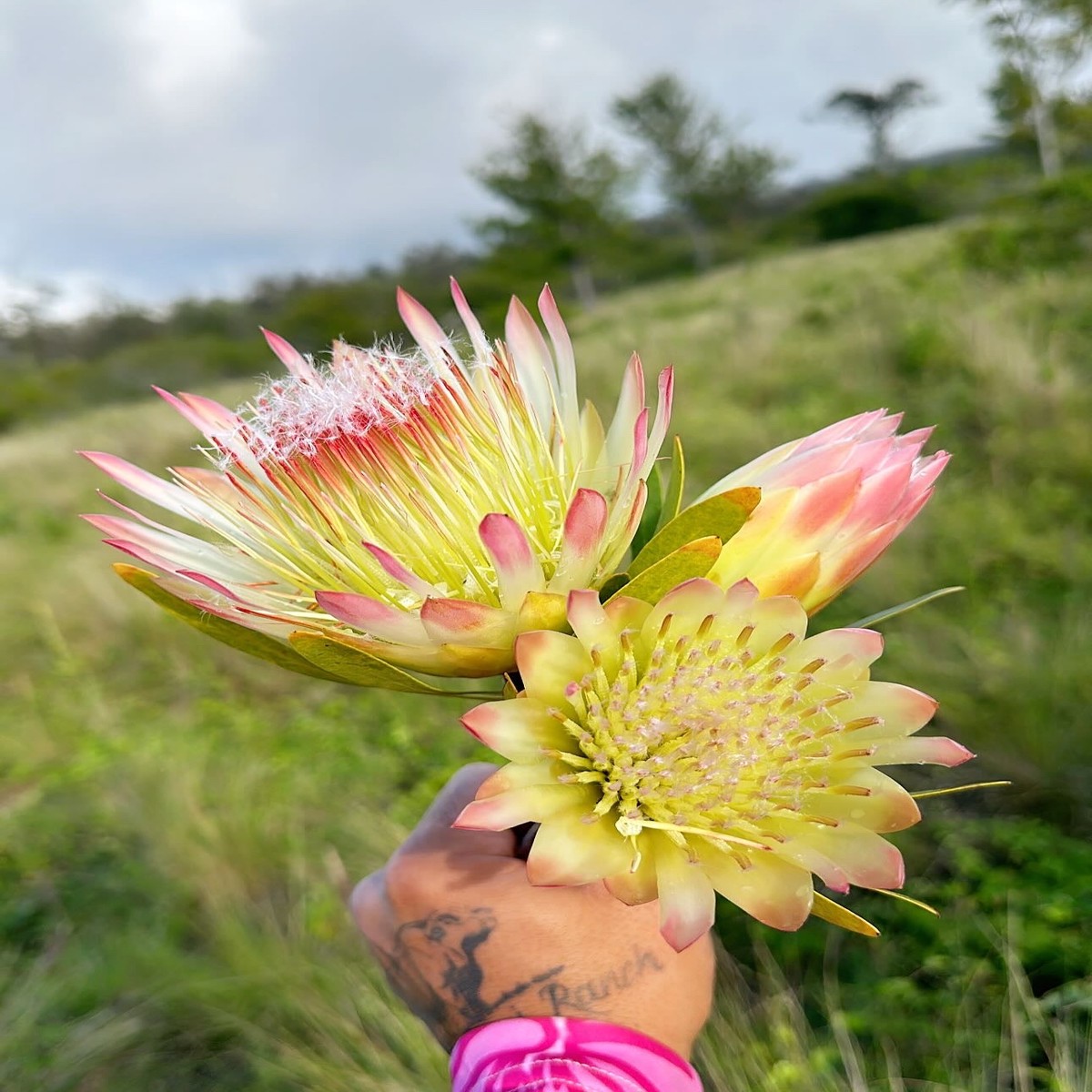 5 SUGARBUSH PROTEA Repens Yellow & Pink Huge Flower Seeds