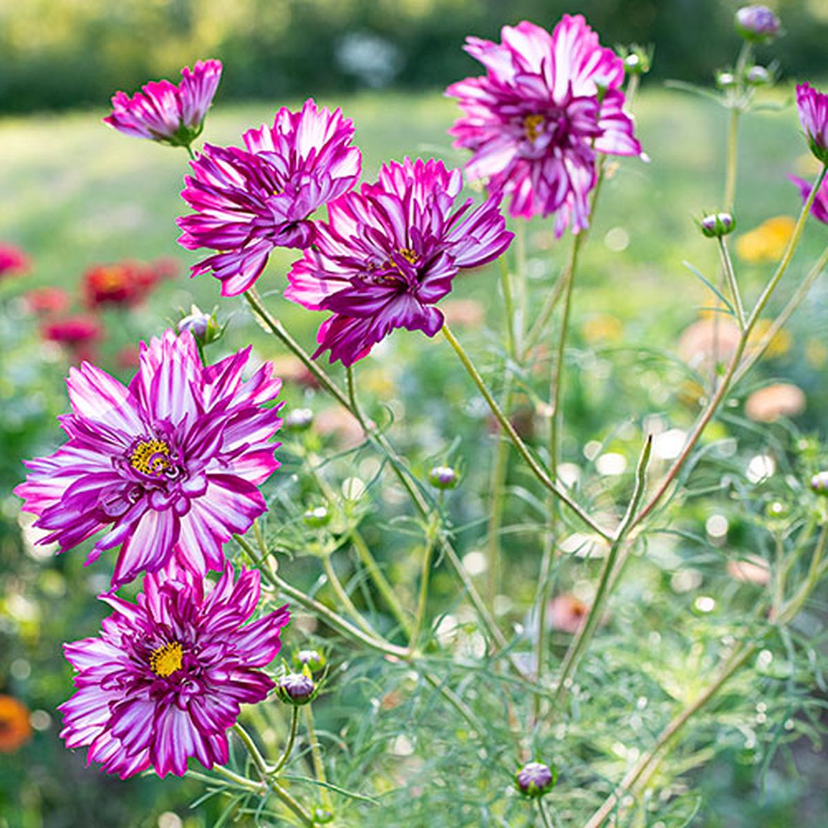 Cosmos Double Click Violet BiColor