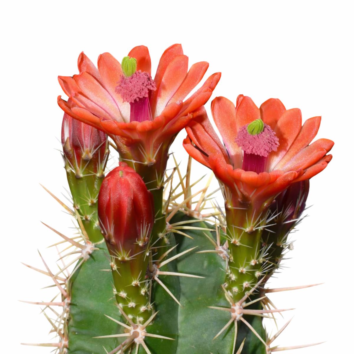 Echinocereus gentryi SEEDS