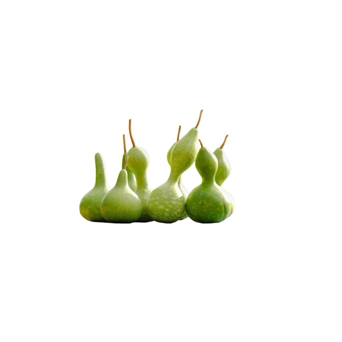 Gourds Birdhouse or Bottle Gourd Seeds | OSC Seeds