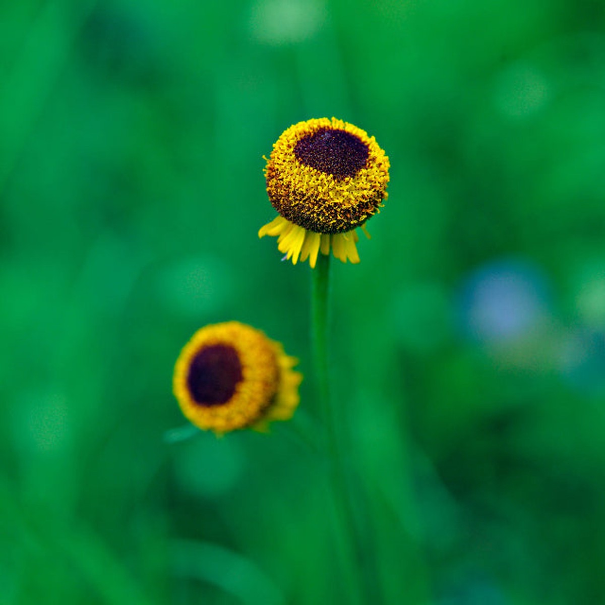 Helenium Autumn Lollipop Flower | X 50 Seeds (NOT TO WA)