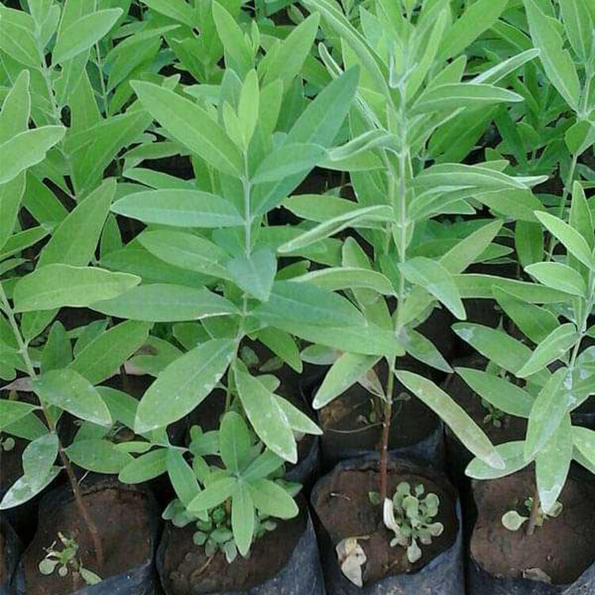 Sandal Wood White, Chandan White - 0.5 kg Seeds - Default Title
