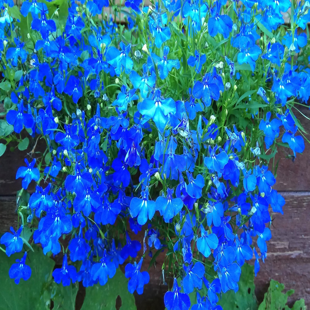 200 BLUE SAPPHIRE LOBELIA Erinus Trailing for Planters or Groundcover Flower Seeds
