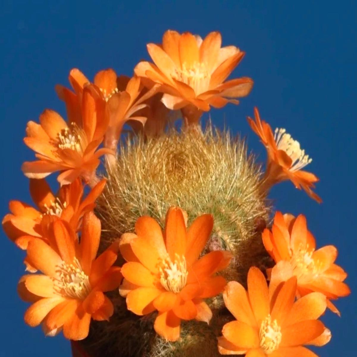 Aylostera fiebrigii sp. escayache SEEDS