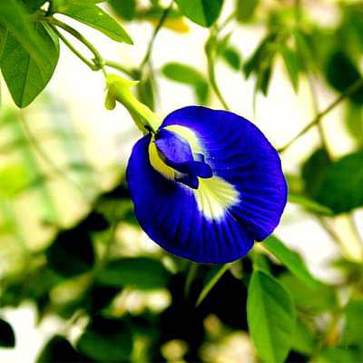 Clitoria Ternatea Aparajita (Mix Color Hybrid) 8211 05 kg Seeds