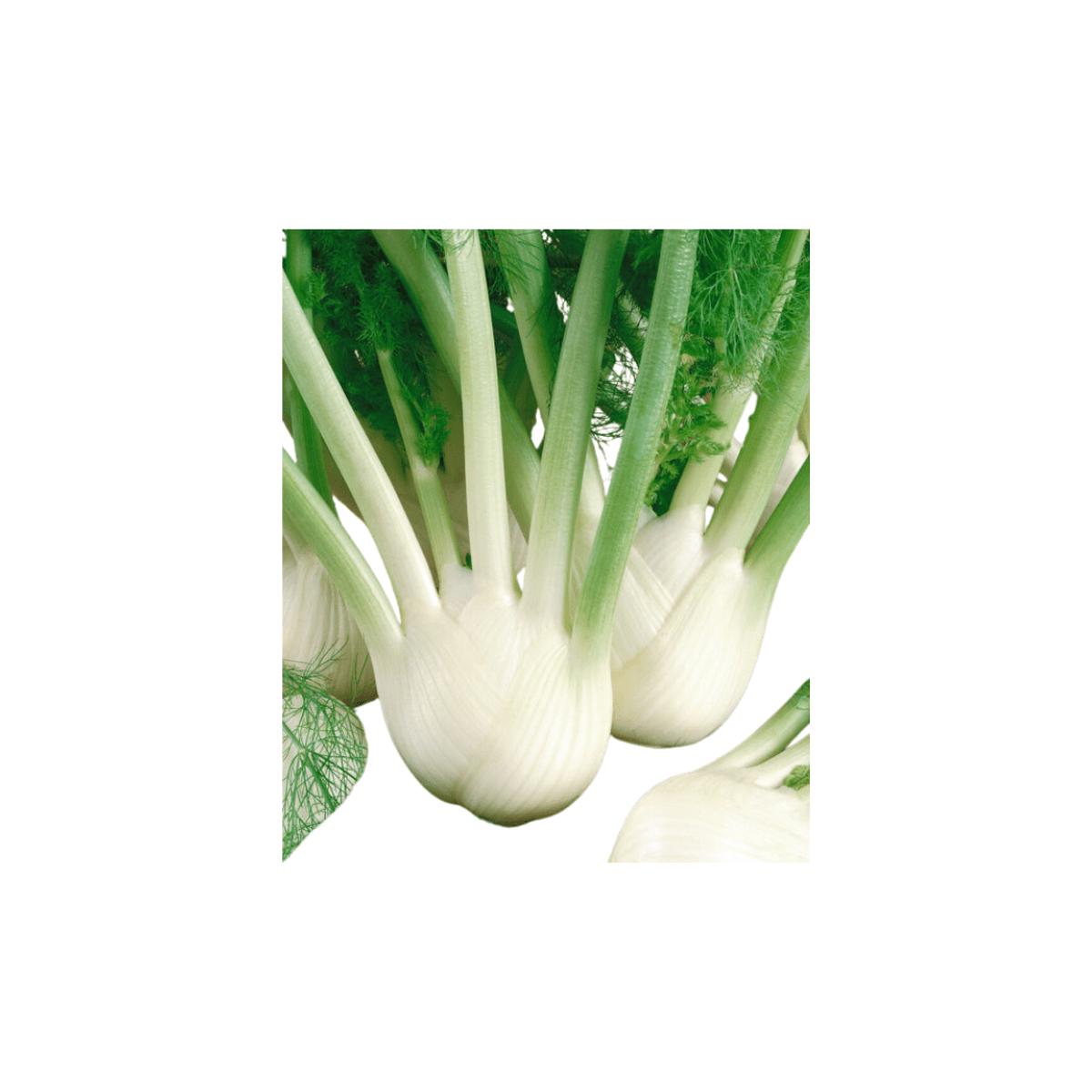 Fennel Florence | OSC Seeds