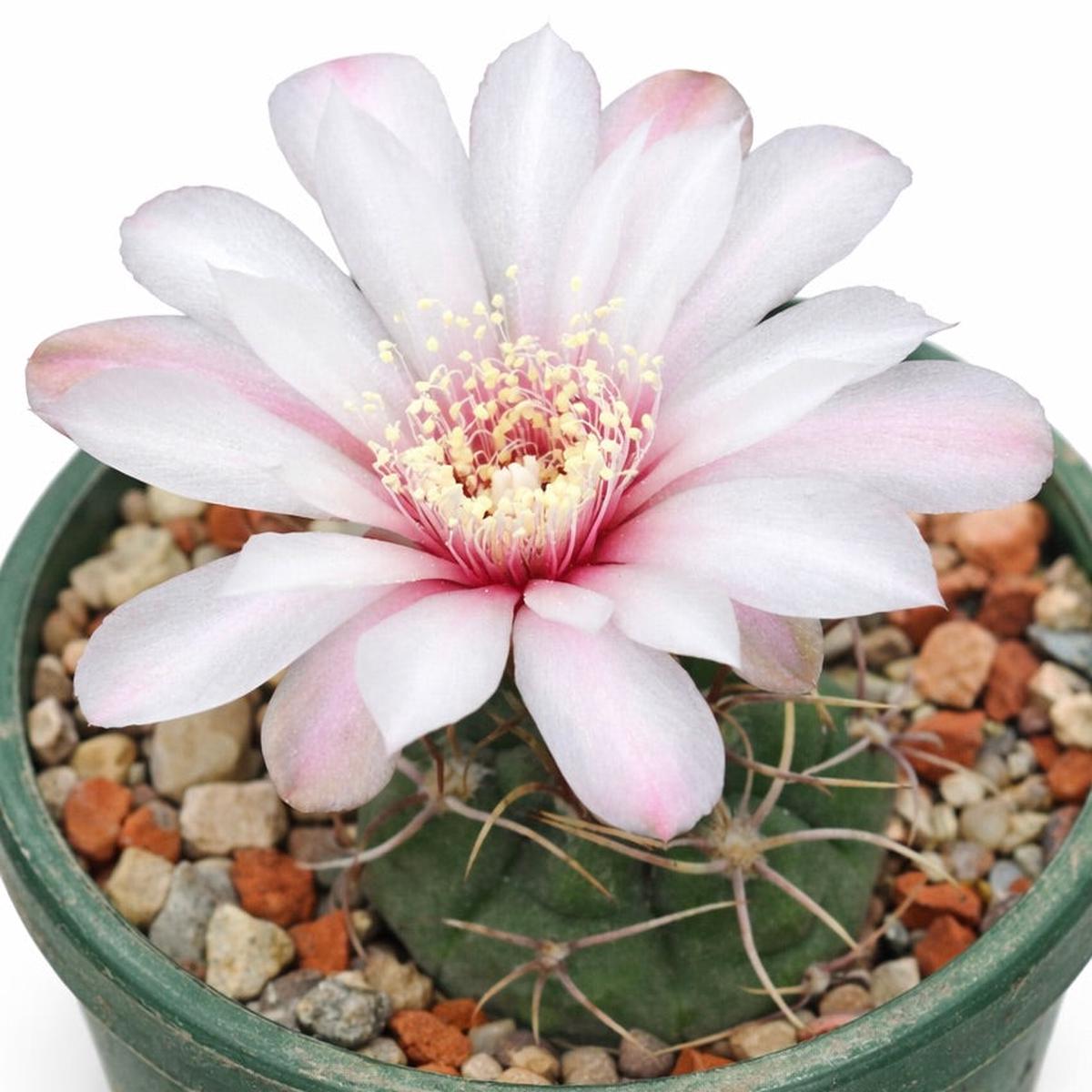 Gymnocalycium kroenleinii SEEDS