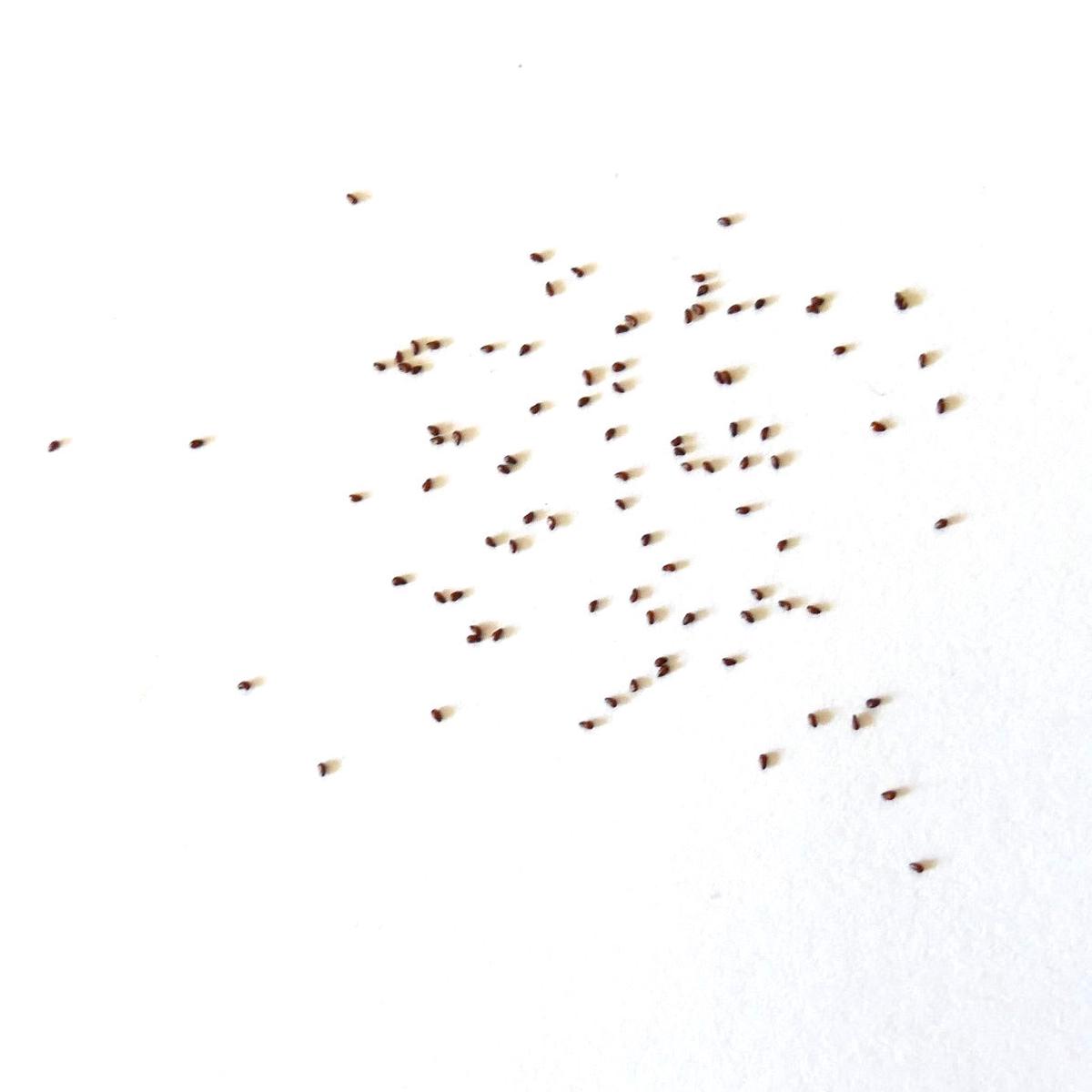 Mammillaria durangicola REP545 SEEDS - 100 Seeds
