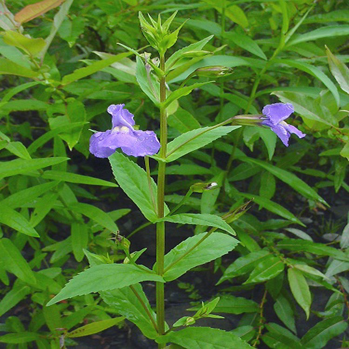 Monkey Flower - Mimulus ringens - 50 Seeds