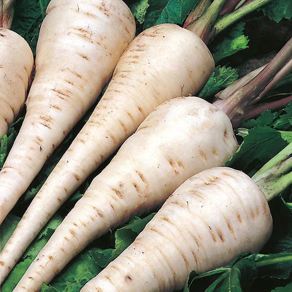 Parsnip White Gem 8211 Mr Fothergill8217s Seeds