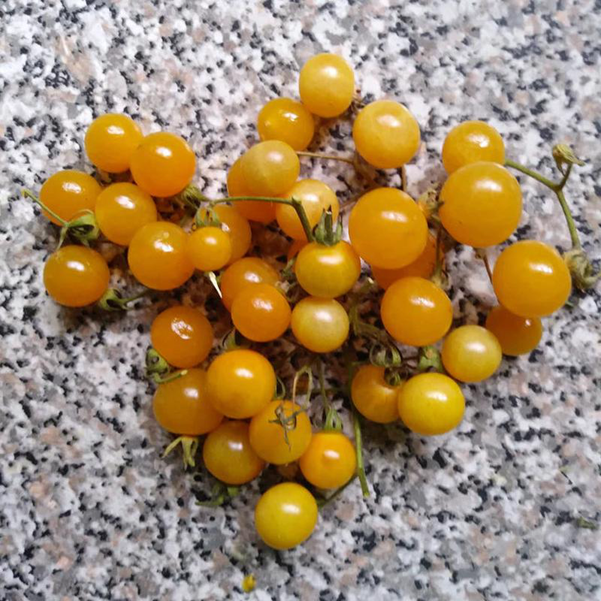 Tomato White Current 8211 Eagleridge Seeds