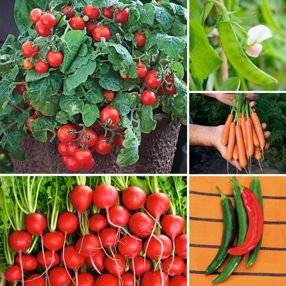 Ultimate Park Seed Container Vegetable Seed Bundle