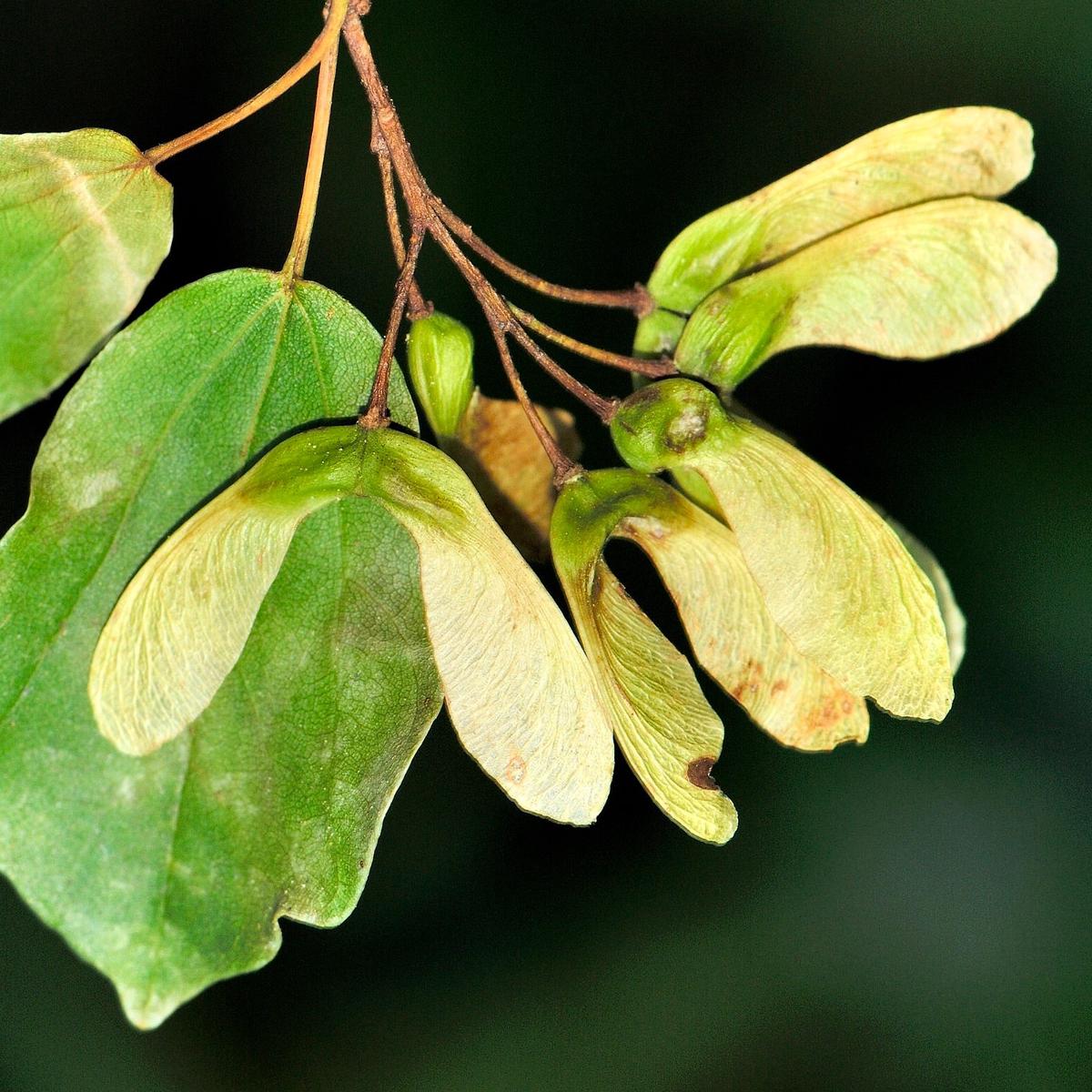 Acer buergerianum SEEDS