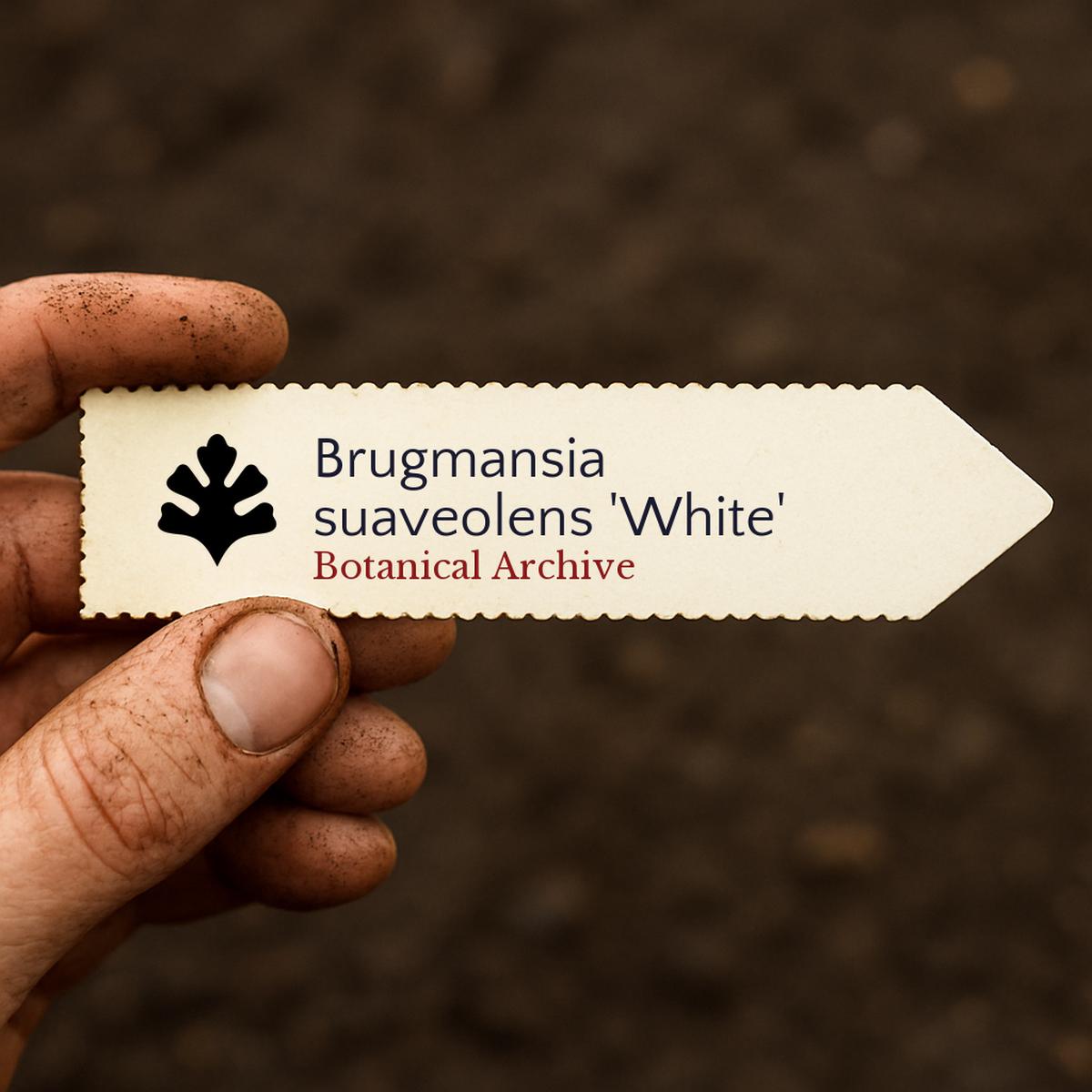 Brugmansia suaveolens 'White' SEEDS
