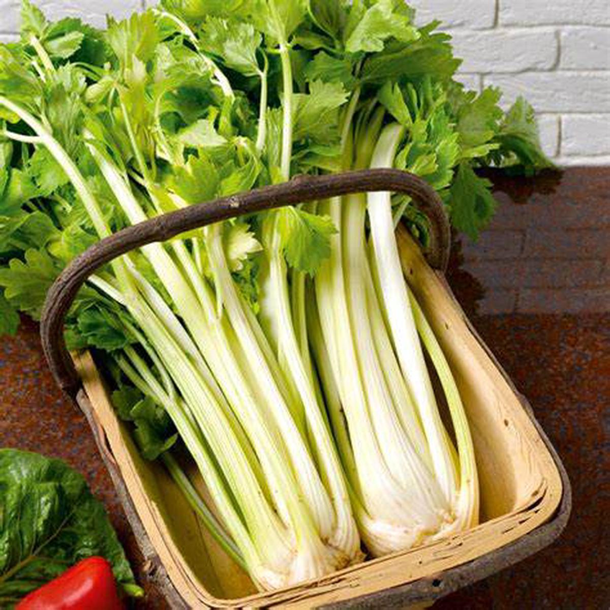 Celery Paris Golden - Pacific Northwest Seeds