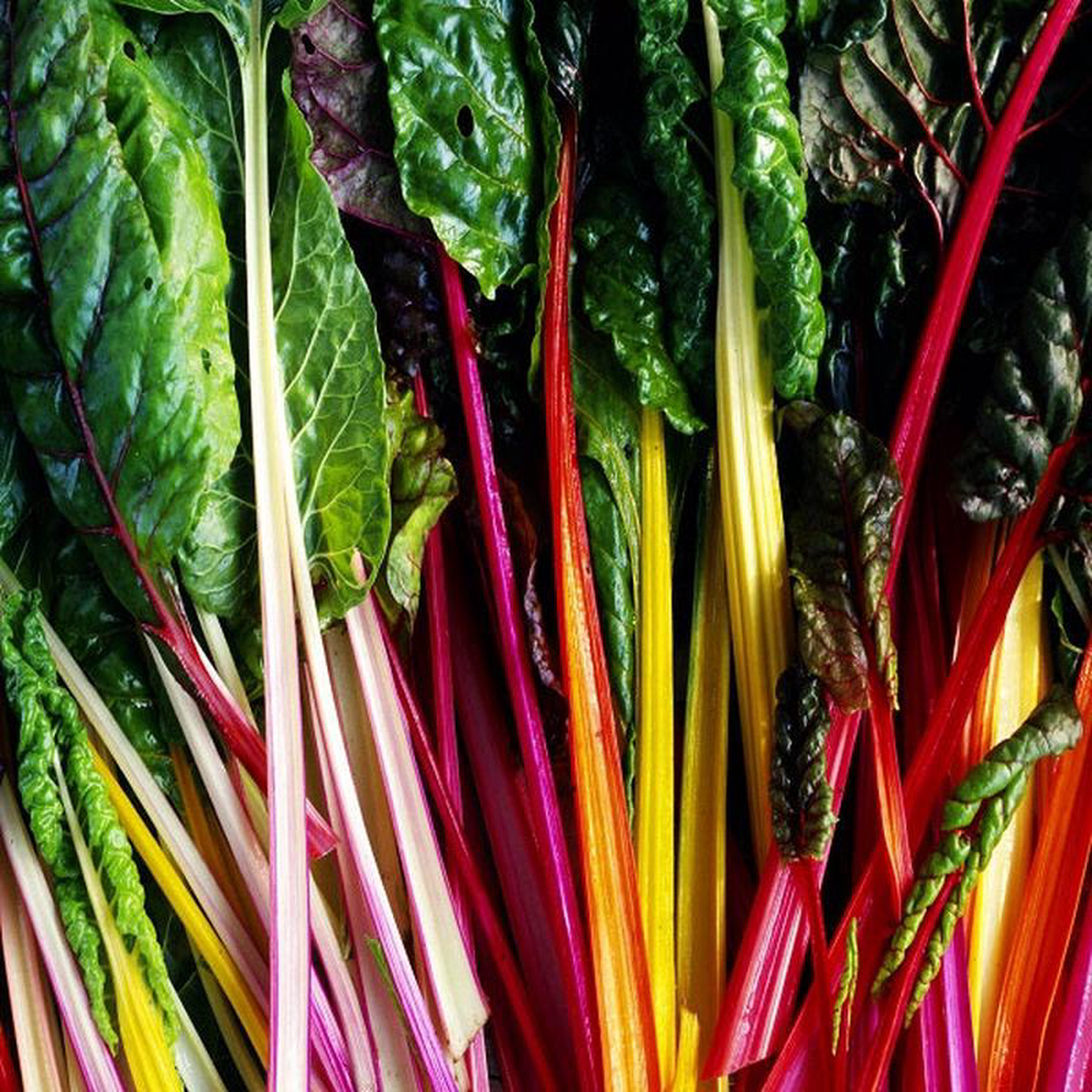 Chard Rainbow Mix 8211 Saanich Organics