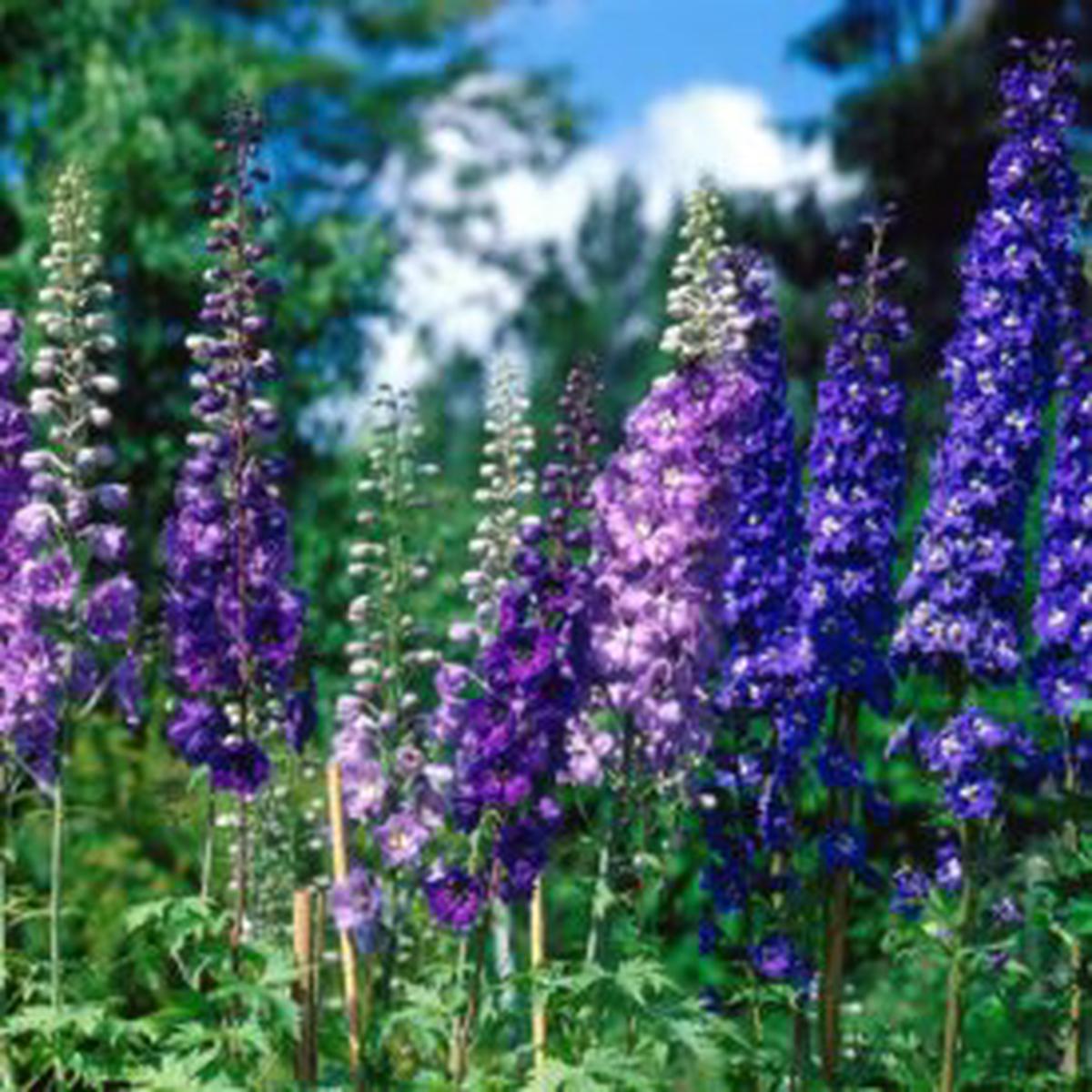 Delphinium Pacific Giants Mix - Ontario Seed Company