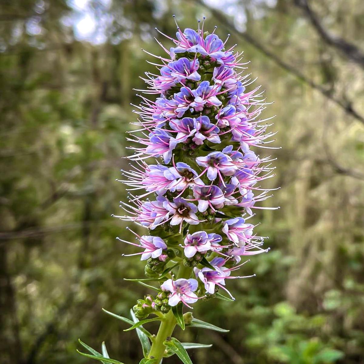 Echium virescens SEEDS