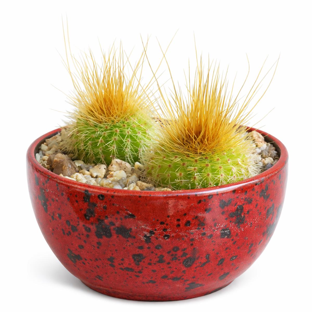 Eriocactus warasii SEEDS - 1000 Seeds