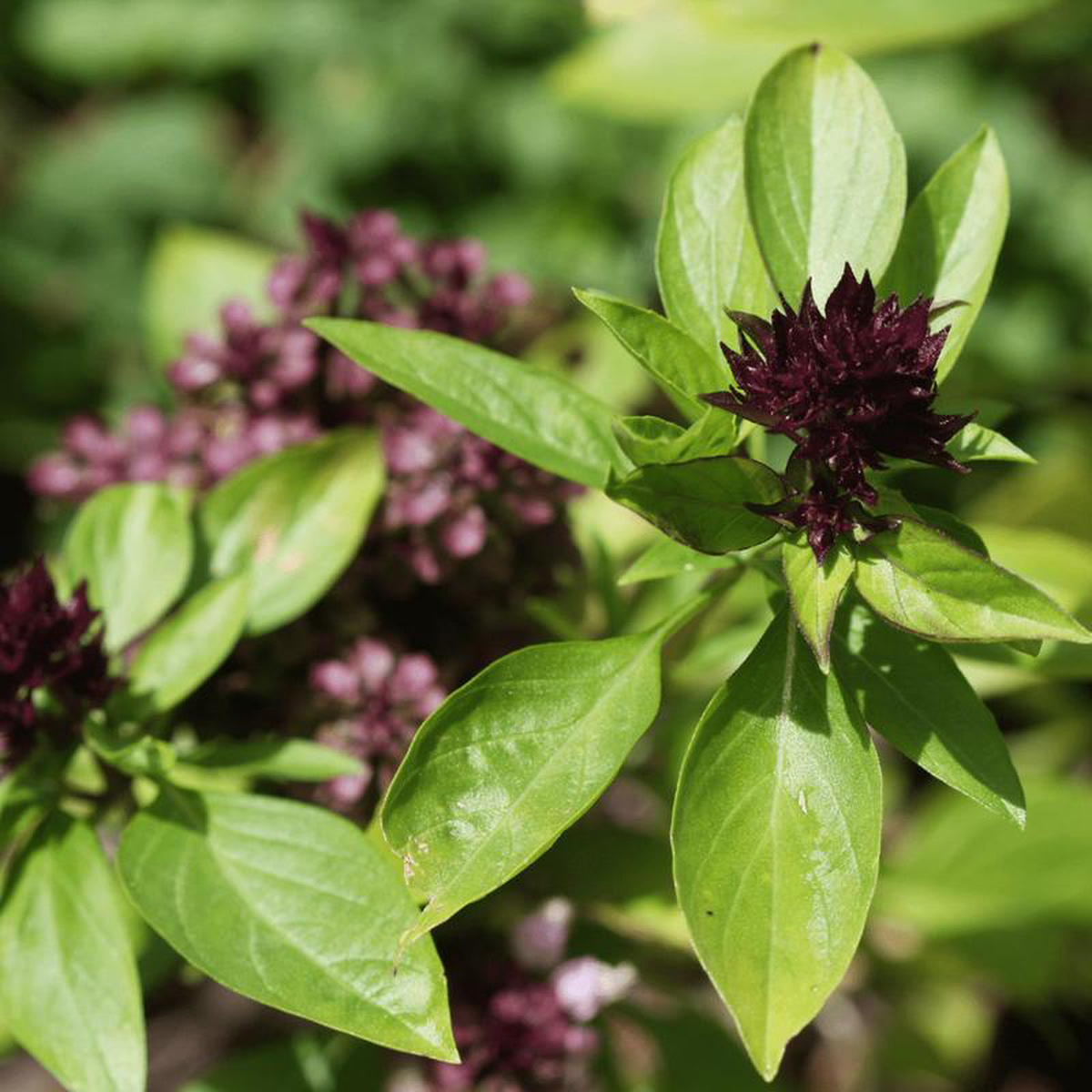 Organic Basil Thai 8211 Metchosin Farm Seeds