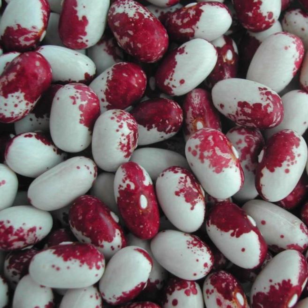 Organic Bean Rockwell Bush - Metchosin Farm Seeds