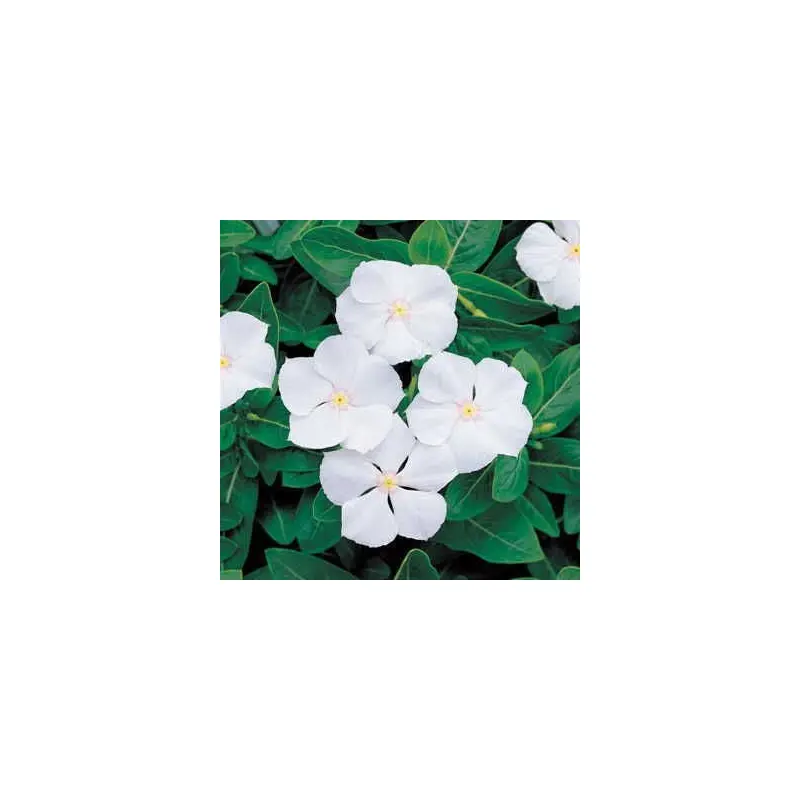 Pacifica White Hybrid Vinca Seeds