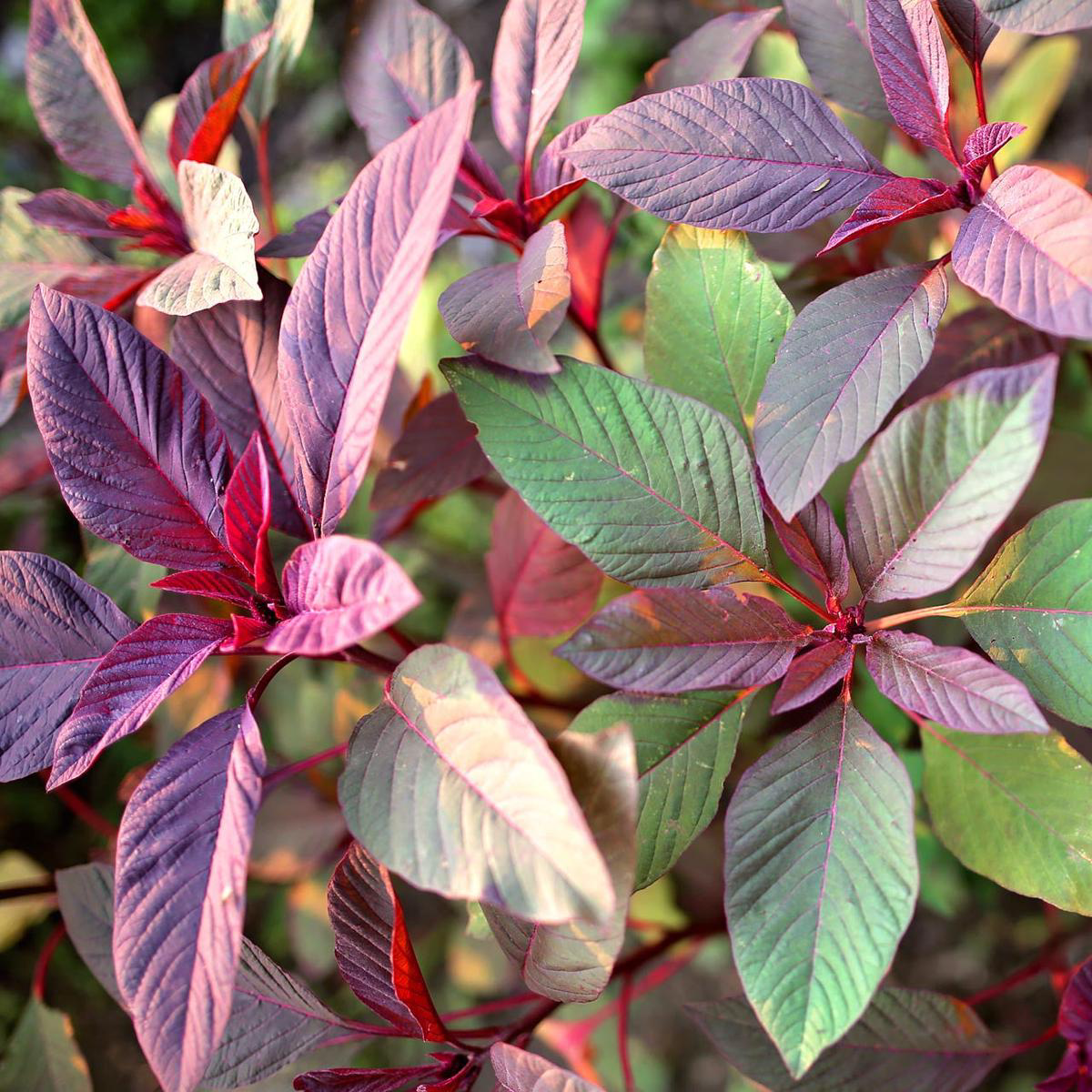 Red Garnet Amaranth Annual