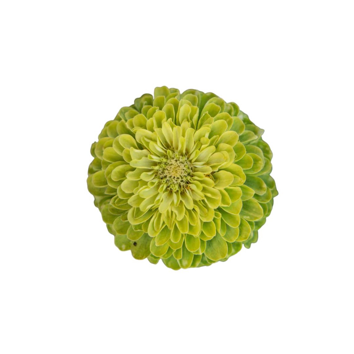 Zinnias Benary's Giant Lime Seeds | West Coast Seeds