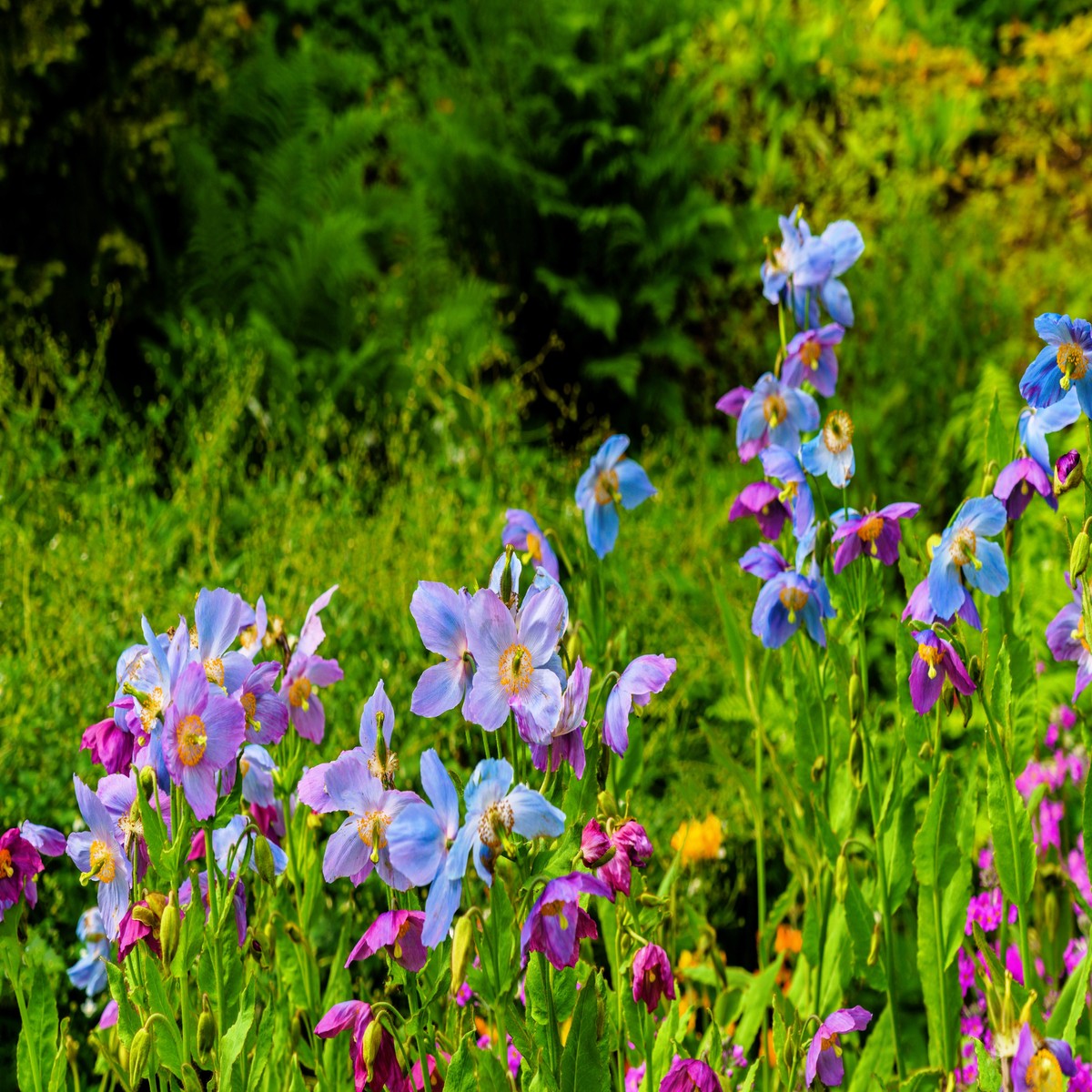 10 MIXED HIMALAYAN POPPY Blue Red Violet Meconopsis Napaulensis Mix Flower Seeds