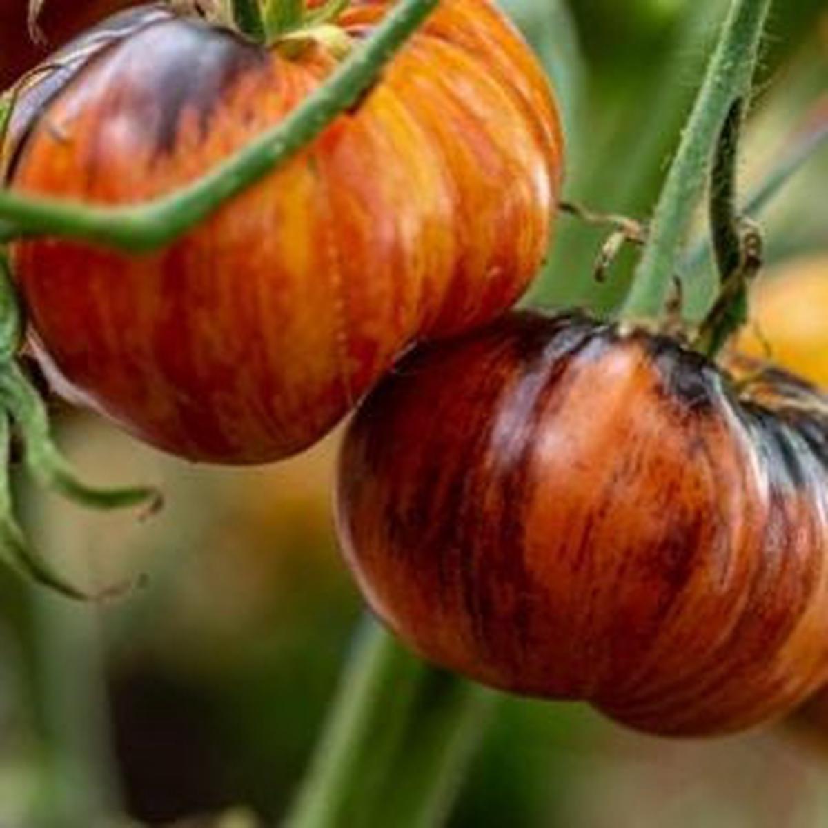 Alices Dream Tomato (Solanum lycopersicum) Indeterminate
