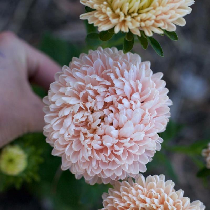 Aster China Lady Coral Golden Flower | X 50 Seeds