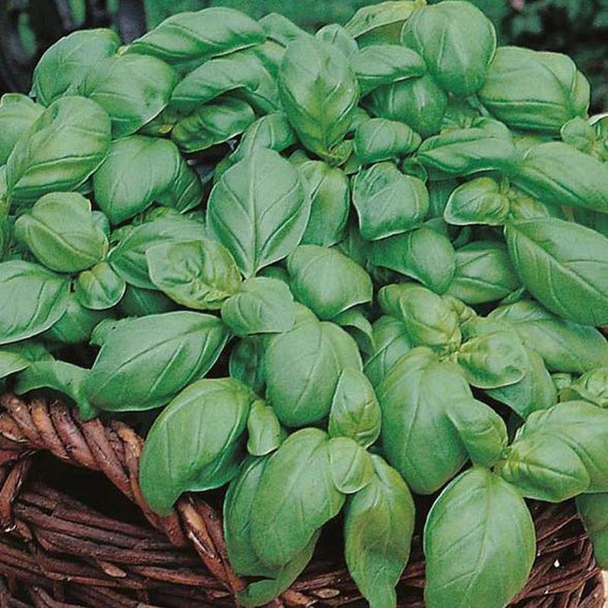 Basil Sweet Genovese Sow Mat 8211 Mr Fothergill8217s Seeds