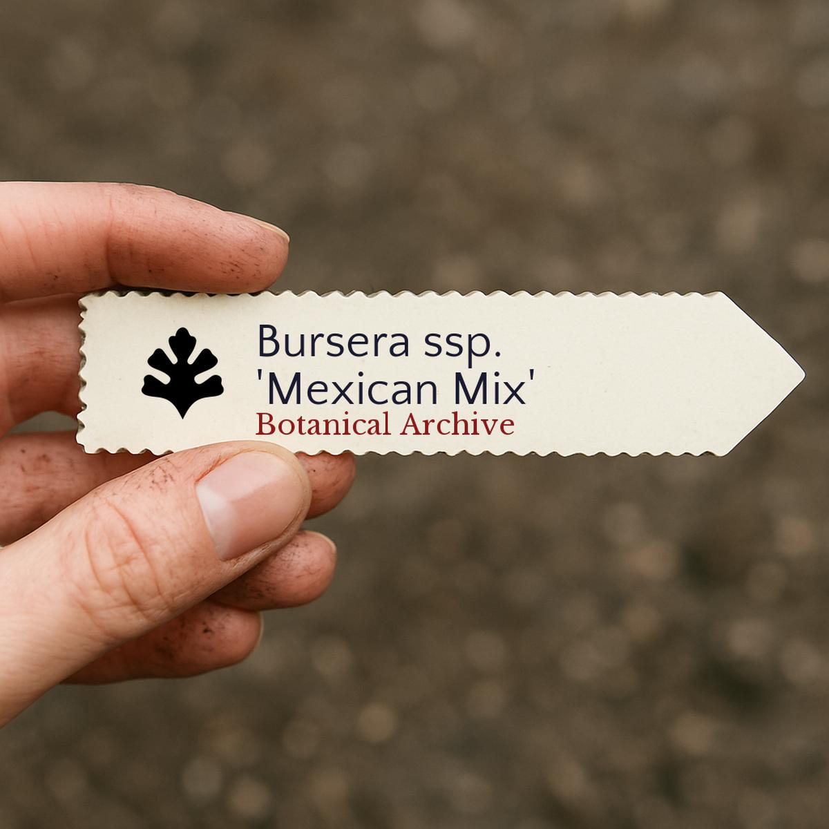 Bursera ssp. 'Mexican Mix' SEEDS