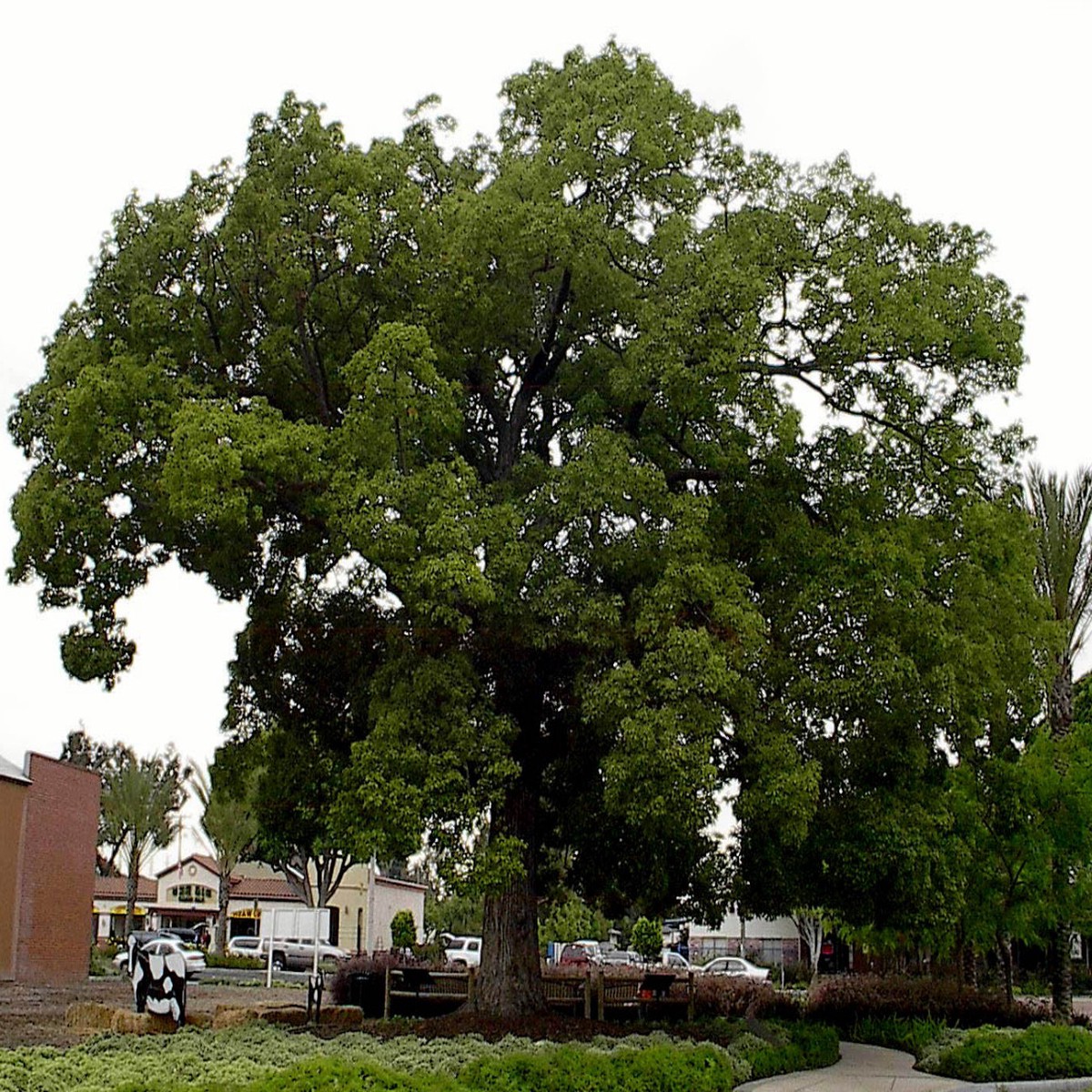 Camphor Tree 10 Seeds - Camphor Laurel - Tropical
