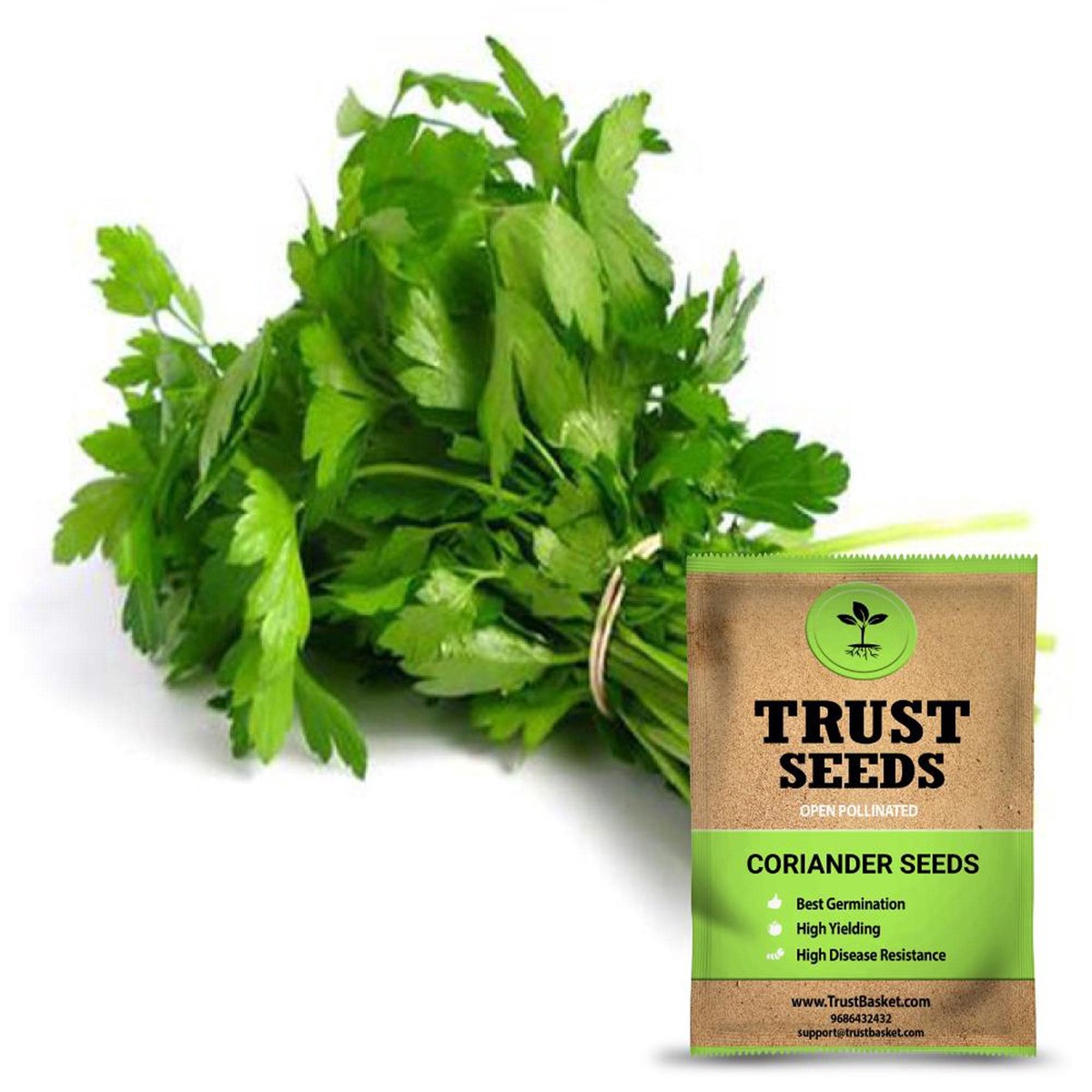 Coriander seeds (Open Pollinated)