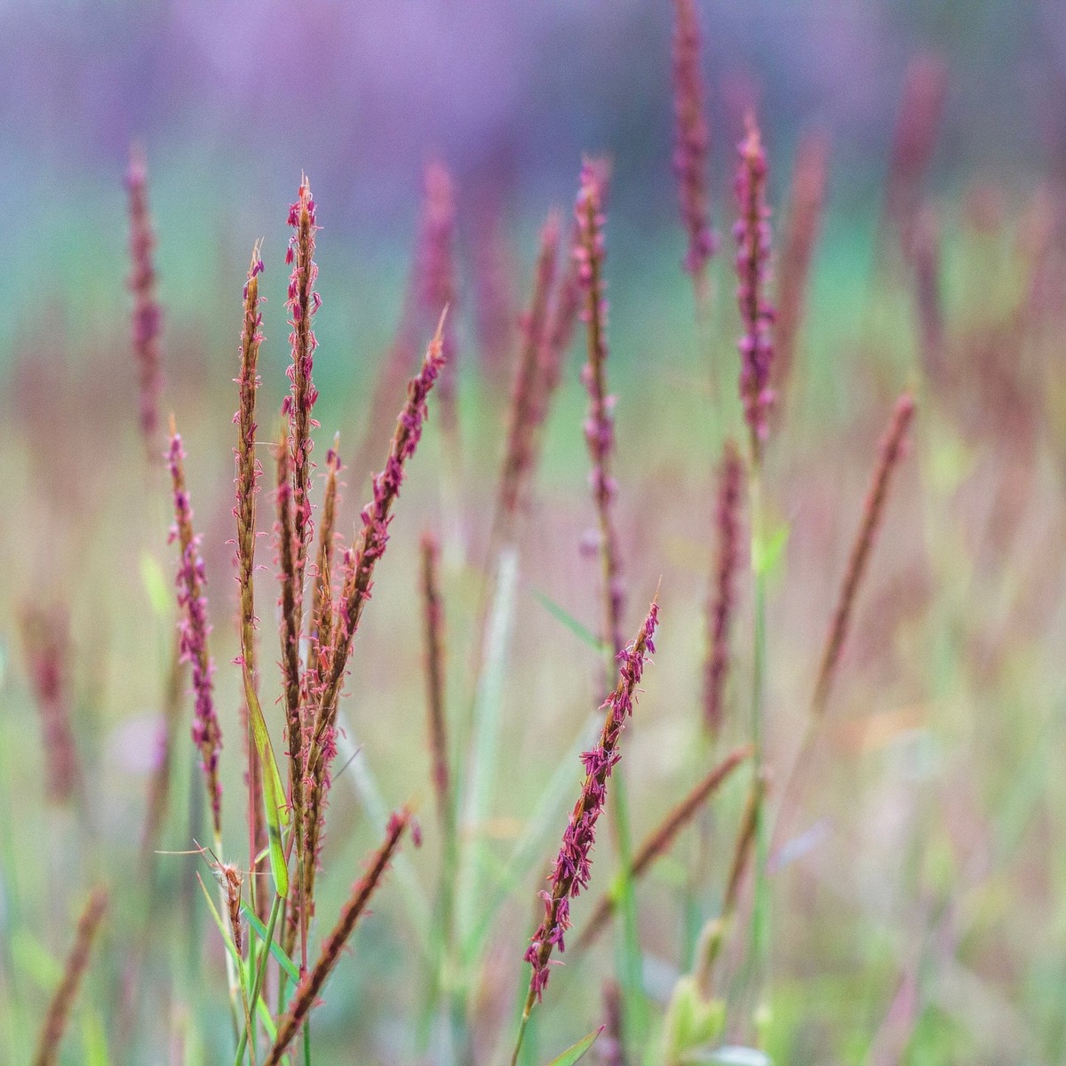 Gerards Beard-grass